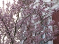Bonn-Alstadt, cherry  trees blooming 2013