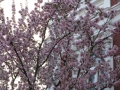 Bonn-Alstadt, cherry  trees blooming 2013
