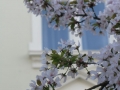 Bonn-Alstadt, cherry  trees blooming 2013