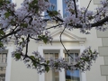 Bonn-Alstadt, cherry  trees blooming 2013