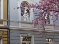 Bonn-Alstadt, cherry  trees blooming 2013