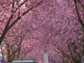 Bonn-Alstadt, cherry  trees blooming 2013