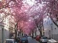 Bonn-Alstadt, cherry  trees blooming 2013