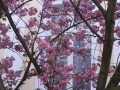 Bonn-Alstadt, cherry  trees blooming 2013