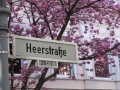 Bonn-Alstadt, cherry  trees blooming 2013