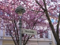 Bonn-Alstadt, cherry  trees blooming 2013