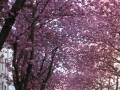 Bonn-Alstadt, cherry  trees blooming 2013