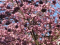 Bonn-Alstadt, cherry  trees blooming 2013