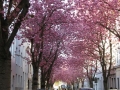 Bonn-Alstadt, cherry  trees blooming 2013