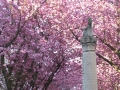 Bonn-Alstadt, cherry  trees blooming 2013