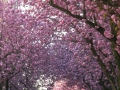 Bonn-Alstadt, cherry  trees blooming 2013