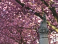 Bonn-Alstadt, cherry  trees blooming 2013