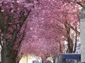 Bonn-Alstadt, cherry  trees blooming 2013