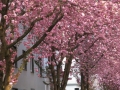 Bonn-Alstadt, cherry  trees blooming 2013