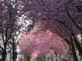 Bonn-Alstadt, cherry  trees blooming 2013