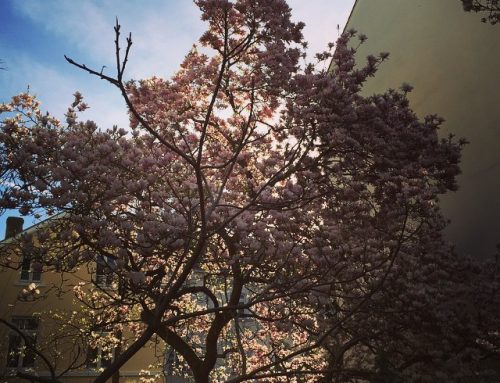 #spring in #Bonn altstadt