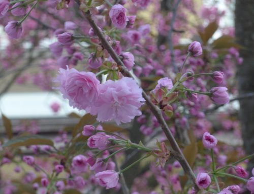 #Status – Cherry trees blossom 2015